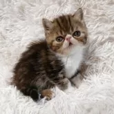 エキゾチックショートヘア