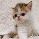 エキゾチックショートヘア