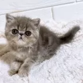 エキゾチックショートヘア