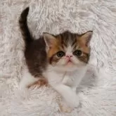 エキゾチックショートヘア