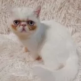 エキゾチックショートヘア