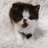 エキゾチックショートヘア
