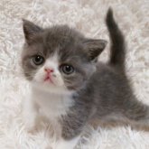 エキゾチックショートヘア