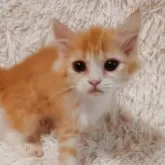 ミヌエット(長足)【大阪府・男の子・2025年6月15日・レッドタビー&ホワイト】の写真8