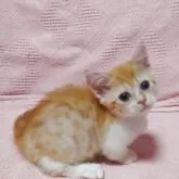 ミヌエット(短足)【大阪府・男の子・2025年6月15日・レッドタビー&ホワイト】の写真7