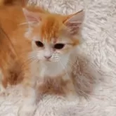 ミヌエット(長足)【大阪府・男の子・2025年6月15日・レッドタビー&ホワイト】の写真9