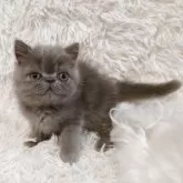 エキゾチックショートヘア【大阪府・男の子・2025年7月3日・ブルー】の写真4