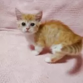 ミヌエット(短足)【大阪府・男の子・2025年6月15日・レッドタビー&ホワイト】の写真8