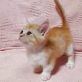 ミヌエット(短足)【大阪府・男の子・2025年6月15日・レッドタビー&ホワイト】の写真9