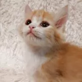 ミヌエット(長足)【大阪府・男の子・2025年6月15日・レッドタビー&ホワイト】の写真12