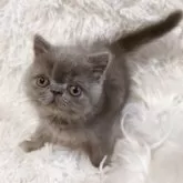 エキゾチックショートヘア【大阪府・男の子・2025年7月3日・ブルー】の写真6