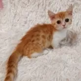 ミヌエット(短足)【大阪府・男の子・2025年6月15日・レッドタビー&ホワイト】の写真10