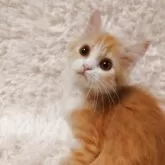 ミヌエット(長足)【大阪府・男の子・2025年6月15日・レッドタビー&ホワイト】の写真14