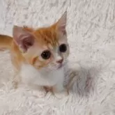 ミヌエット(短足)【大阪府・男の子・2025年6月15日・レッドタビー&ホワイト】の写真11