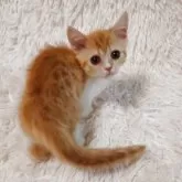 ミヌエット(短足)【大阪府・男の子・2025年6月15日・レッドタビー&ホワイト】の写真12