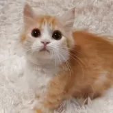 ミヌエット(長足)【大阪府・男の子・2025年6月15日・レッドタビー&ホワイト】の写真15