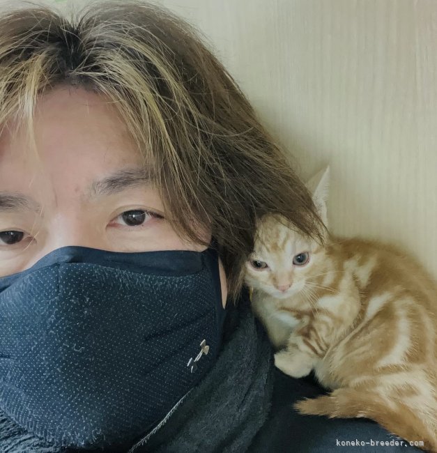 かかりつけの病院にてワクチン待ち｜小林　徹(こばやし　とおる)ブリーダー(千葉県・アメリカンショートヘア・KCC登録)の紹介写真1