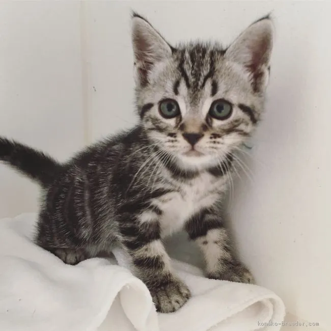 ID:1908-01497の子猫