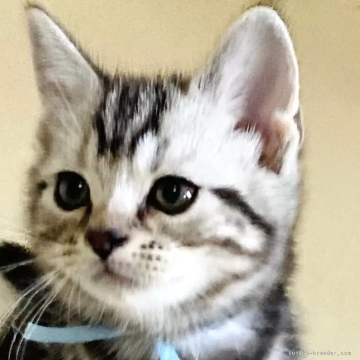 ID：2409-01080の子猫
