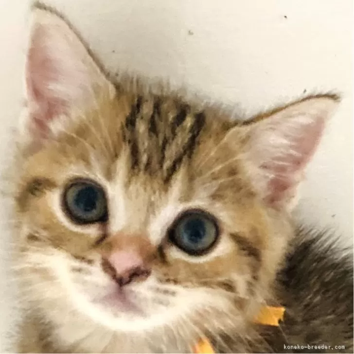 ID：2410-00466の子猫