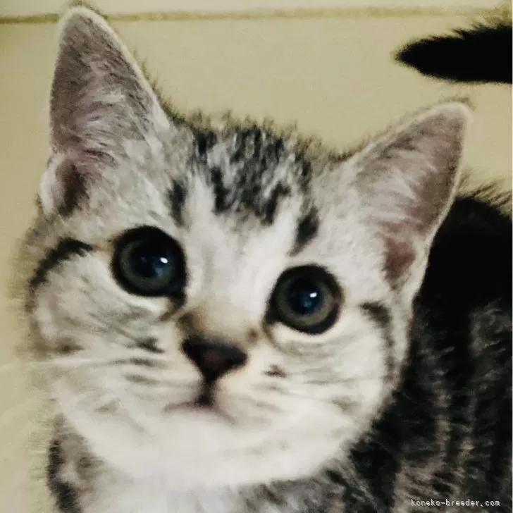 ID：2407-03175の子猫
