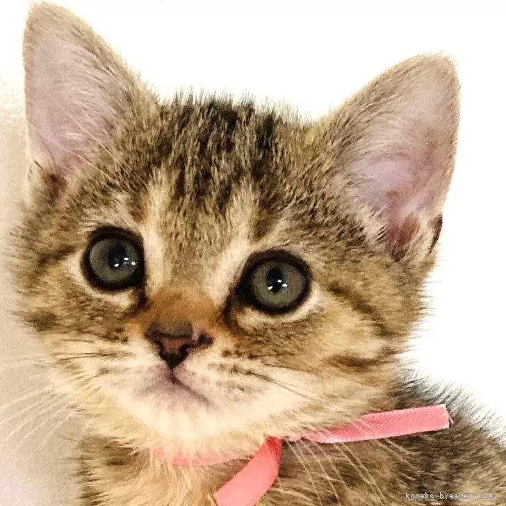 ID:2409-01163の子猫