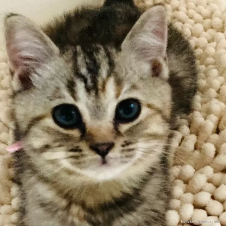 ID：2404-03465の子猫