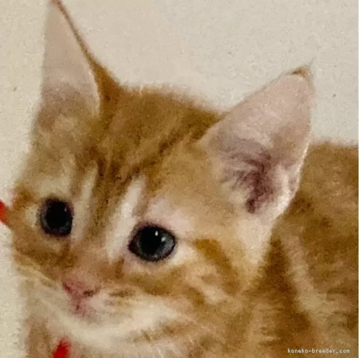 ID：2406-00557の子猫