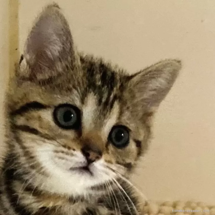 ID:2406-00541の子猫