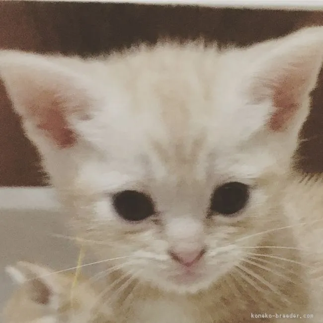 ID：1807-01407の子猫