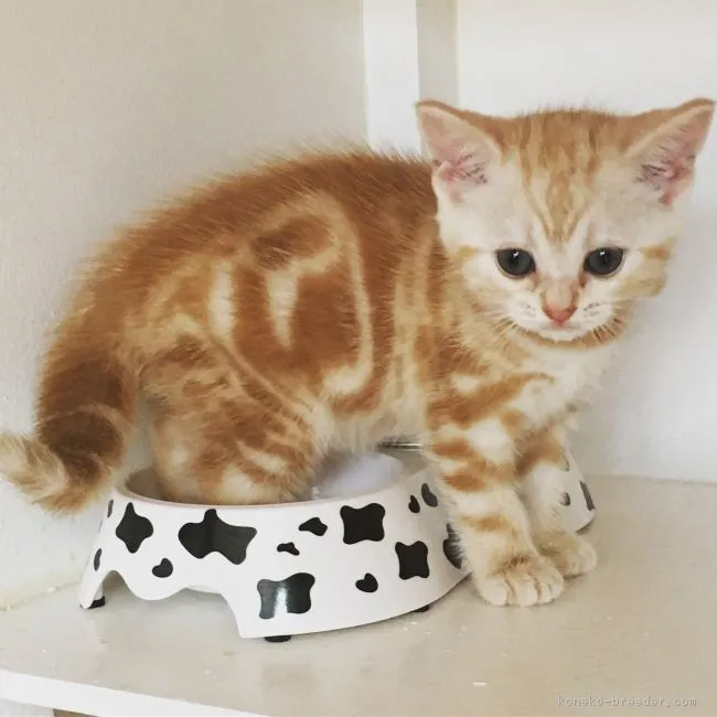 ID:1807-00972の子猫