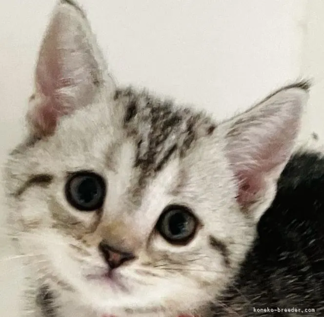 ID：2204-02332の子猫