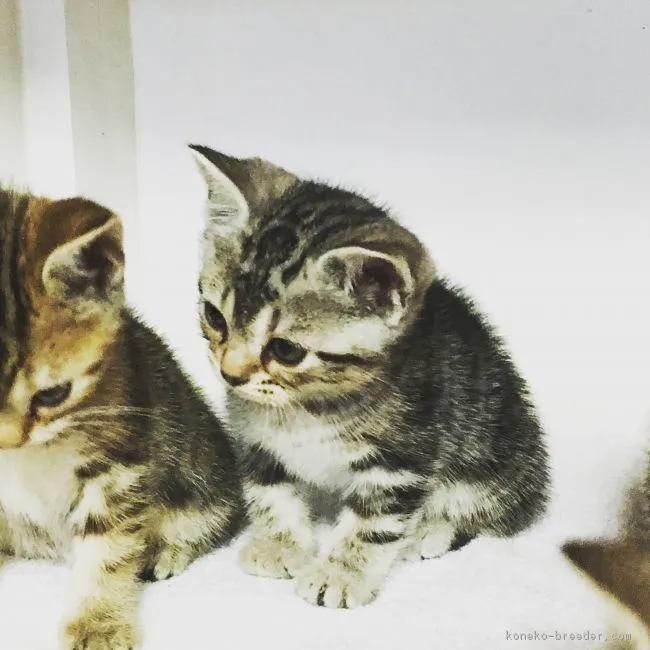 ID：1712-00663の子猫