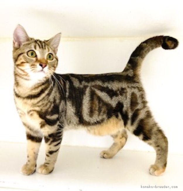 アメリカンショートヘア【・女の子・2022年9月8日・ブラウンパッチドタビー】