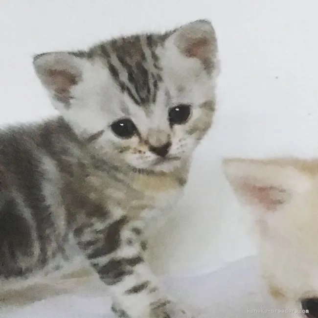 ID：1802-00744の子猫