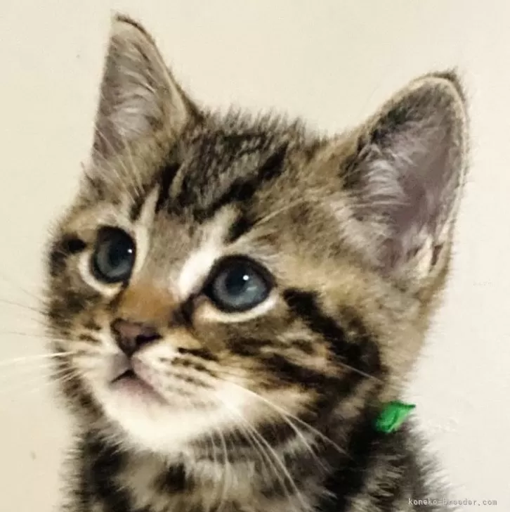 ID:2411-01456の子猫