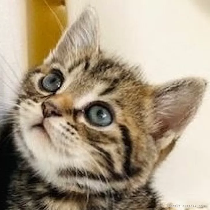 ID：2404-03462の子猫