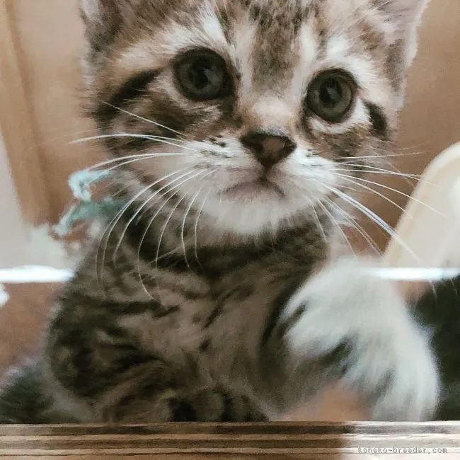 ID:1810-01037の子猫