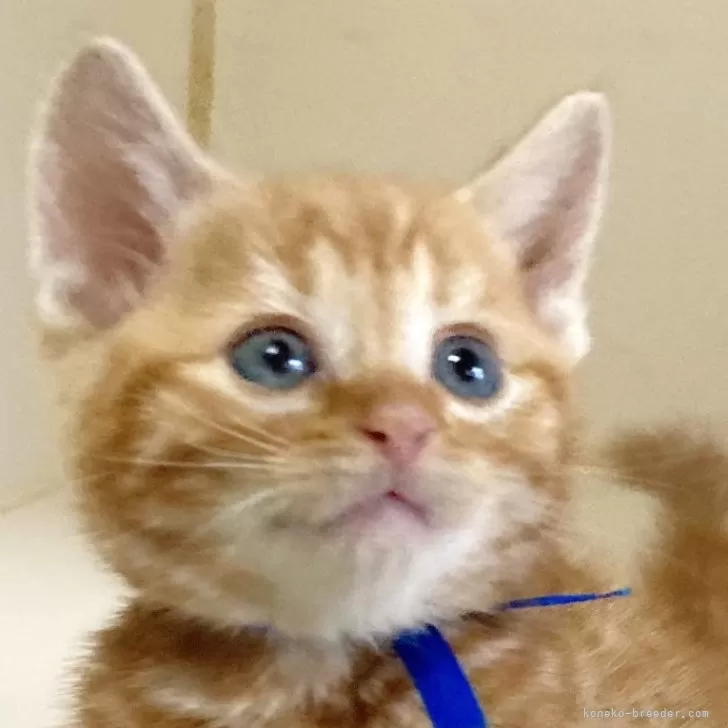 ID:2411-01460の子猫
