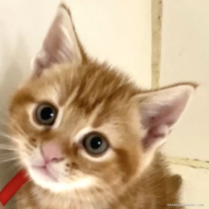 ID：2410-02031の子猫