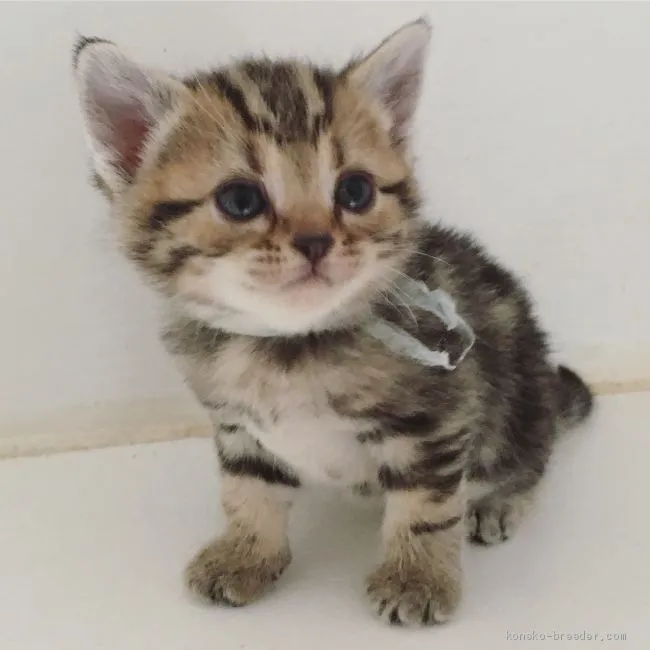 ID:1912-00477の子猫
