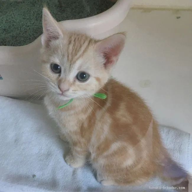 ID:1912-00071の子猫