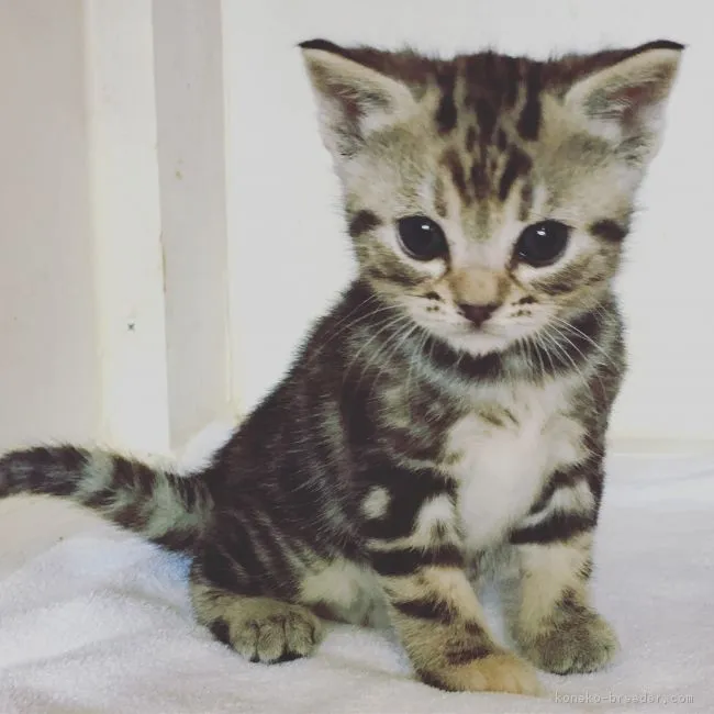 ID:1812-01093の子猫