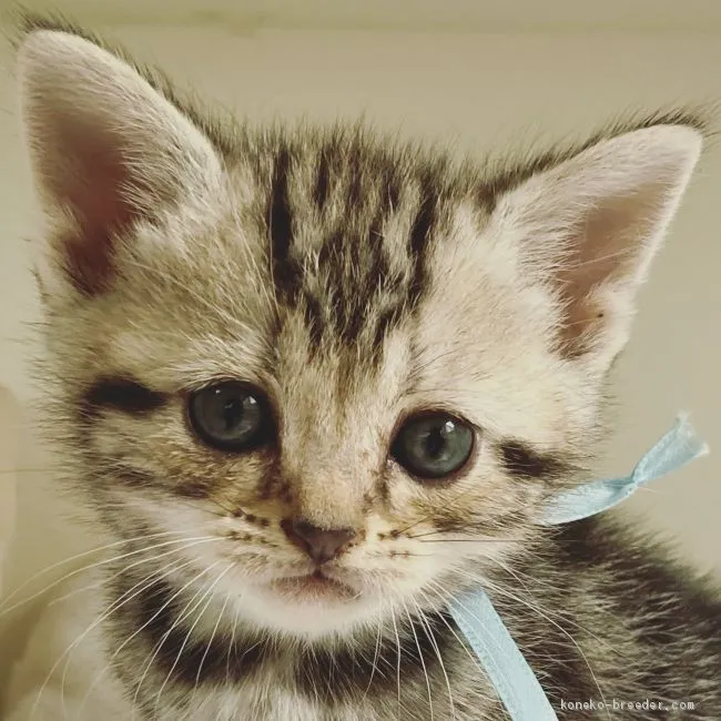 ID:2009-00688の子猫