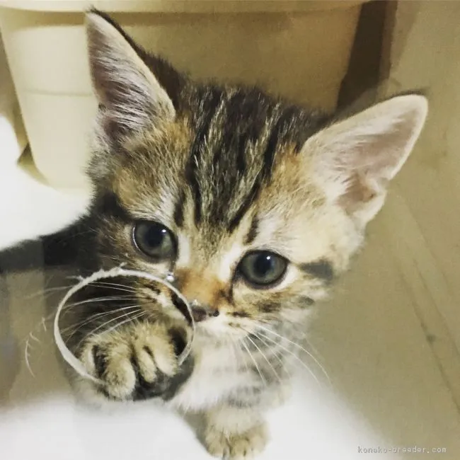 ID:1903-01715の子猫