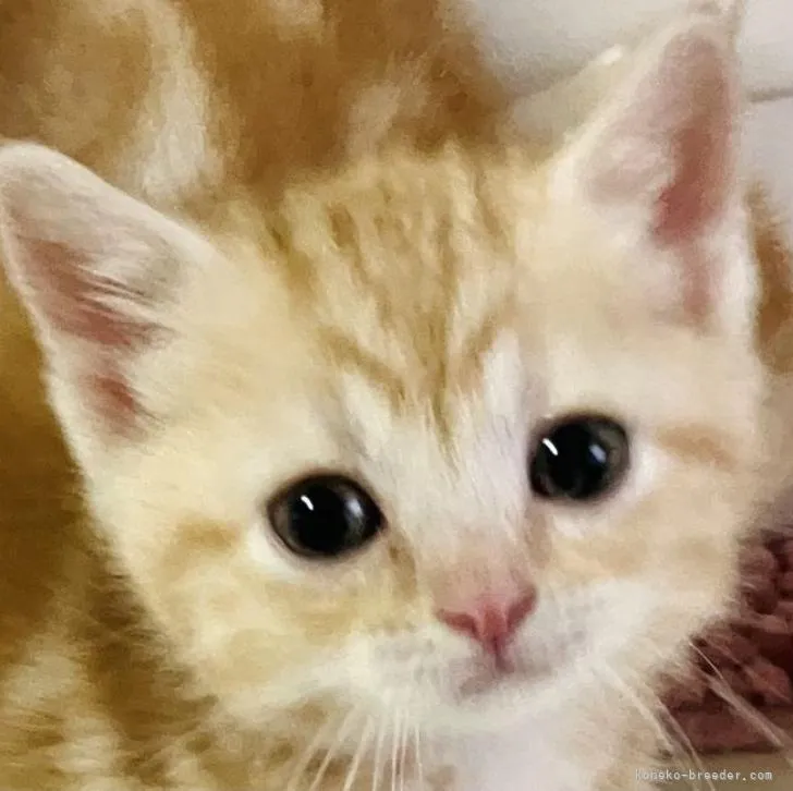 ID：2212-01493の子猫