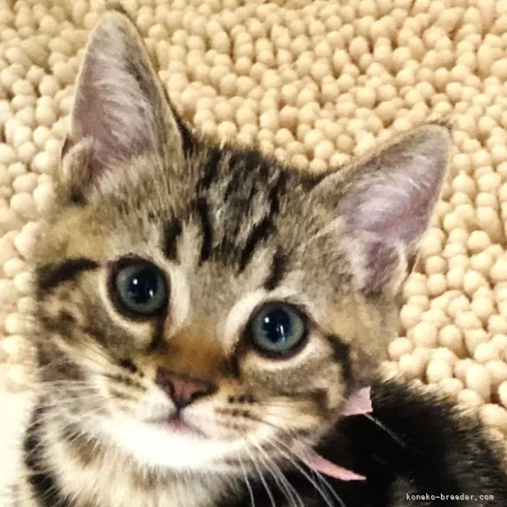 ID:2407-03176の子猫