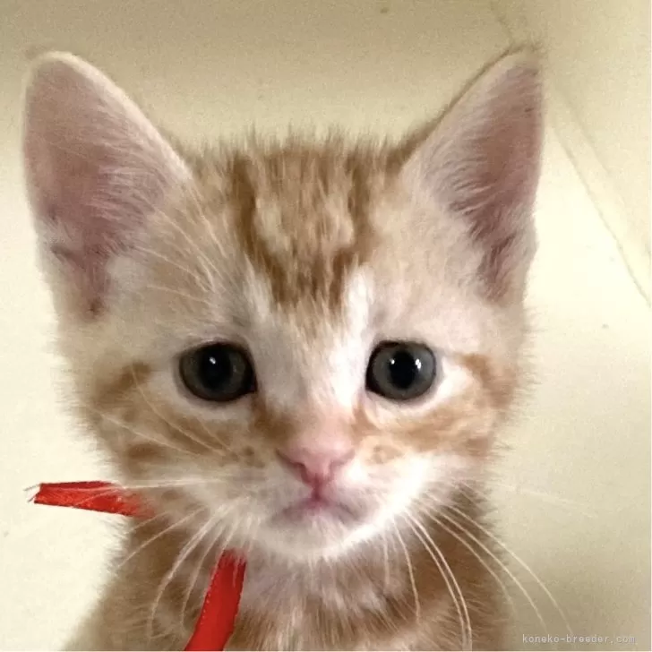 ID:2410-00473の子猫