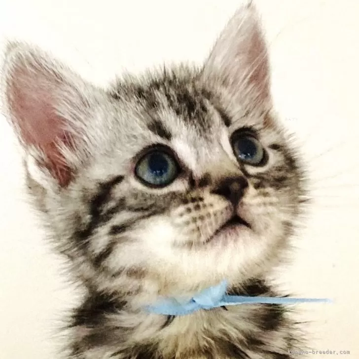 ID：2406-01844の子猫