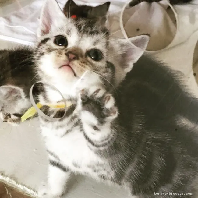 ID:1902-01287の子猫